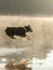 The dog jumps into the water. Australian Shepherd on a wooden walkway on a lake. Pet in Nature, Movement, Action