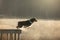The dog jumps into the water. Australian Shepherd on a wooden walkway on a lake. Pet in Nature, Movement, Action