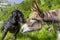 Dog kissing his donkey friend close up.