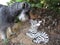 Dog kissing a zebra toy