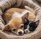 A dog and a kitten sleeping together in a dog bed