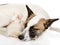 Dog with kittens sleeping together. on white background