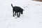 dog labrador black walk