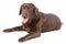 Dog labrador brown on white background