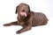 Dog labrador brown on white background