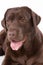 Dog labrador brown on white background