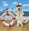 Dog labrador captain stands near lifebuoy