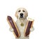 Dog labrador eating chocolate eclairs