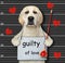Dog labrador guilty of love