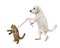 Dog labrador holds its cat on leash 2