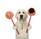 Dog labrador holds pink chocolate cake pops