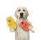 Dog labrador holds two fruit popsicle