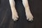 dog labrador puppy paw showing pads on wood floor background