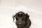 Dog Labrador Retriever sits in bath with foam on his head