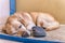 The dog Labrador sleeps with the owner`s slipper