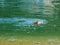 Dog Labrador swimming in green water returning to the shore