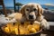 Dog Laid-Back Golden Retriever Unwinding on Vacation on the beach. Generative AI