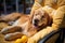 Dog Laid-Back Golden Retriever Unwinding on Vacation on the beach. Generative AI