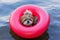 Dog in the lake on an inflatable ring. safety. summer holiday