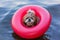 Dog in the lake on an inflatable ring. safety. summer holiday