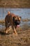 Dog on the lake swimming. Closeup portrait of rare breed of dog South African Boerboel