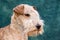 Dog Lakeland Terrier
