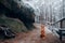 Dog in late autumn in the forest. Nova Scotia Duck Tolling Retriever in the park