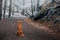 Dog in late autumn in the forest. Nova Scotia Duck Tolling Retriever in the park