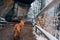 Dog in late autumn in the forest. Nova Scotia Duck Tolling Retriever in the park