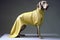 dog latex pet art fashion colourful animal funny concept stylish. Generative AI.