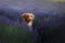 Dog in lavender. Nova Scotia duck tolling Retriever in flowers