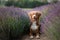 Dog in lavender. Nova Scotia duck tolling Retriever in flowers