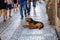 A dog lay on a cobbled street as tourists pass by