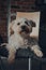 Dog laying on a cushion on top of a dining chair at home, looking up