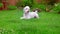 Dog laying down. White Labradoodle lying on green grass. Cute animal on grass