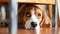 Dog laying under a chair scared at home hiding