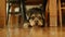 Dog laying under a chair scared at home hiding