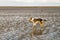 Dog at Le Mont-Saint-Michel Landscape