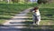 Dog with leash on neck sits on grass looking at camera