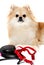 The dog is on a leash. Pomeranian on a white background. Puppy. The dog is waiting for the owner for a walk