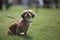 A dog on a leash sits and watches in a grassy park.