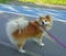 Dog in a leash standing on the sidewalk on the park alley