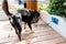 Dog leashed at designated dog parking area of shopping mall