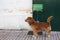 Dog leashed at designated dog parking area of shopping mall