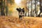 Dog in the leaves in nature. Border collie in park