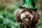 dog with leprechaun hat decorated with shamrock leaves