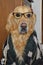 Dog librarian, dog in glasses, dog in vision glasses, golden retriever in sweater and glasses