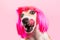 The dog is licked waiting for a tasty treat. Food and snacks for a hungry dog. Funny pink wig. Lovely smart doggy