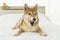 Dog Licking His Lips. A Shiba puppy is hungry in bed. Shiba inu is japanese dog
