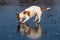 Dog licking ice on a frozen lake. Jack russell terrier